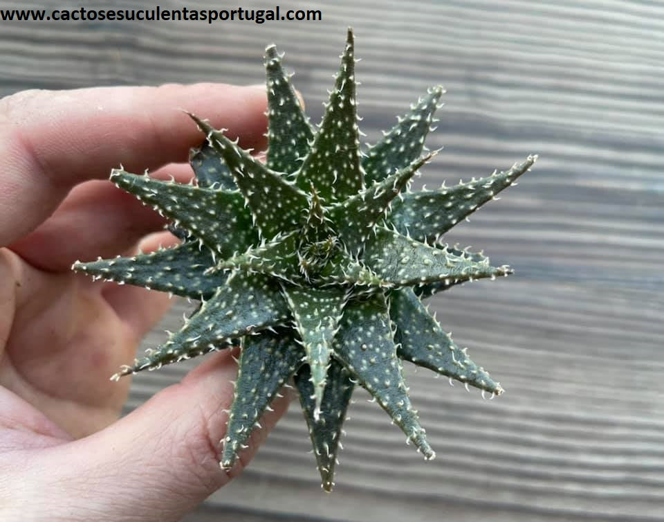 Aloe 'Pepe', Syn. Aloe descoingsii x haworthioides
