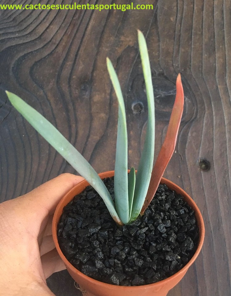 Aloe Plicatilis