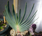 Aloe Plicatilis