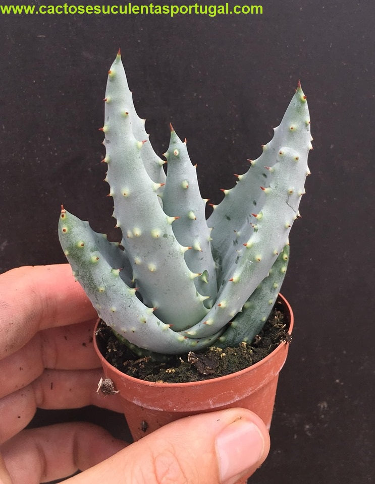 Aloe Reitzii cv. Azurea