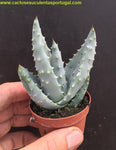 Aloe Reitzii cv. Azurea