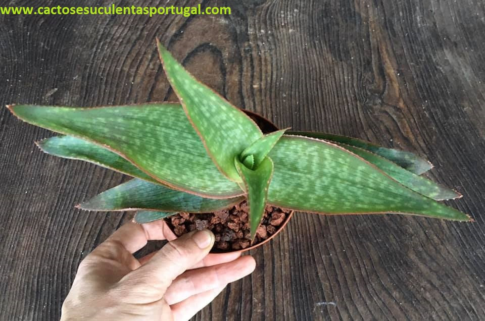 Aloe Striata Var. karasbergensis - Aloe Coral 