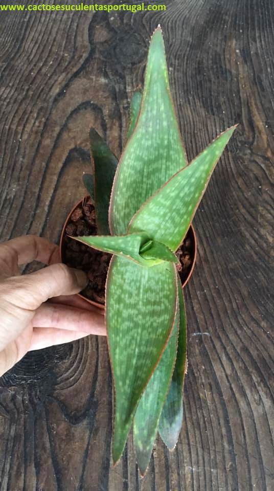 Aloe Striata Var. karasbergensis - Aloe Coral 