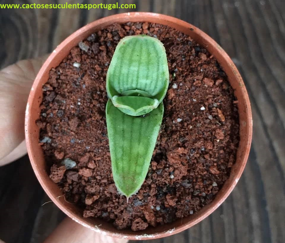 Aloe Striata Var. karasbergensis - Aloe Coral 