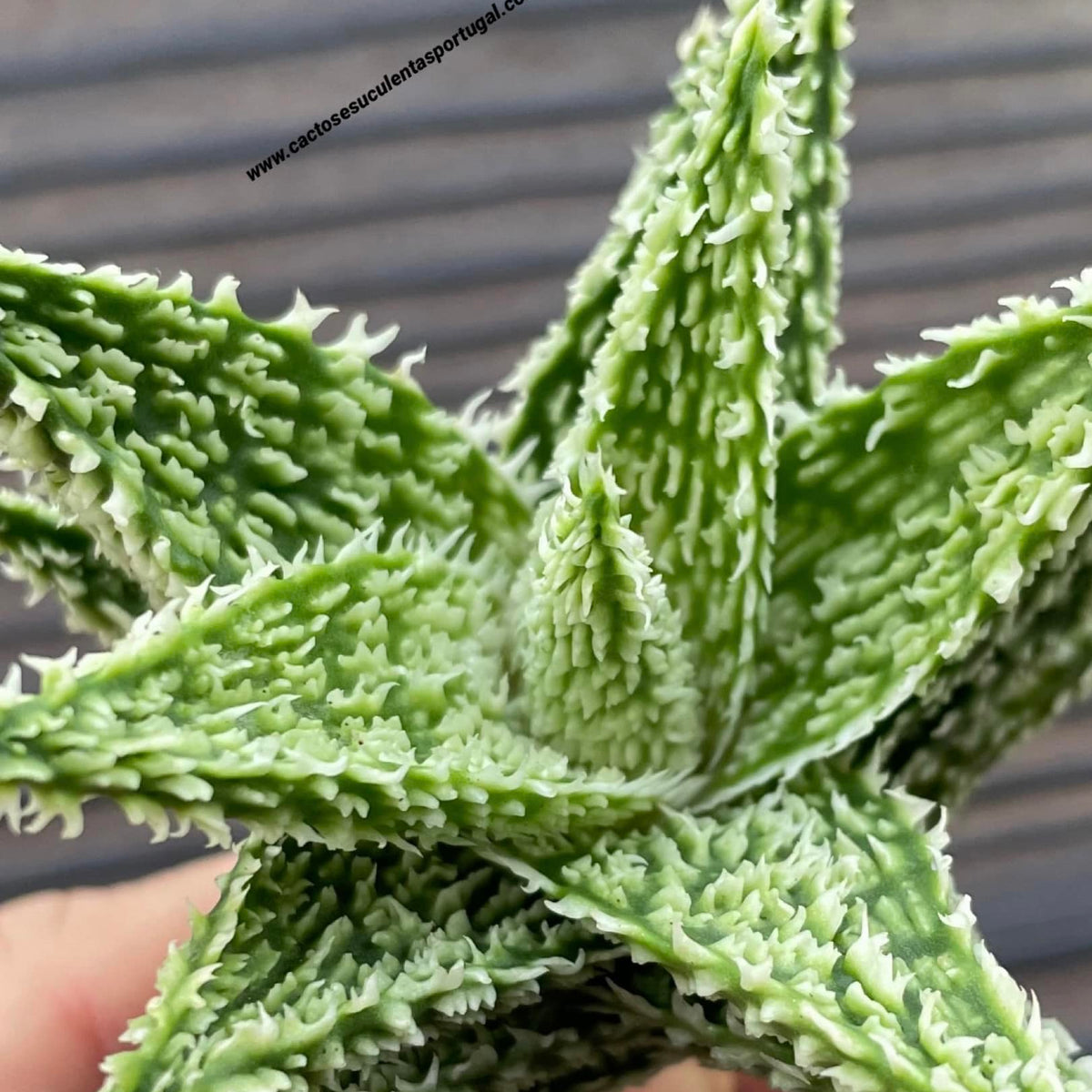 Aloe 'Sugar Crystal'