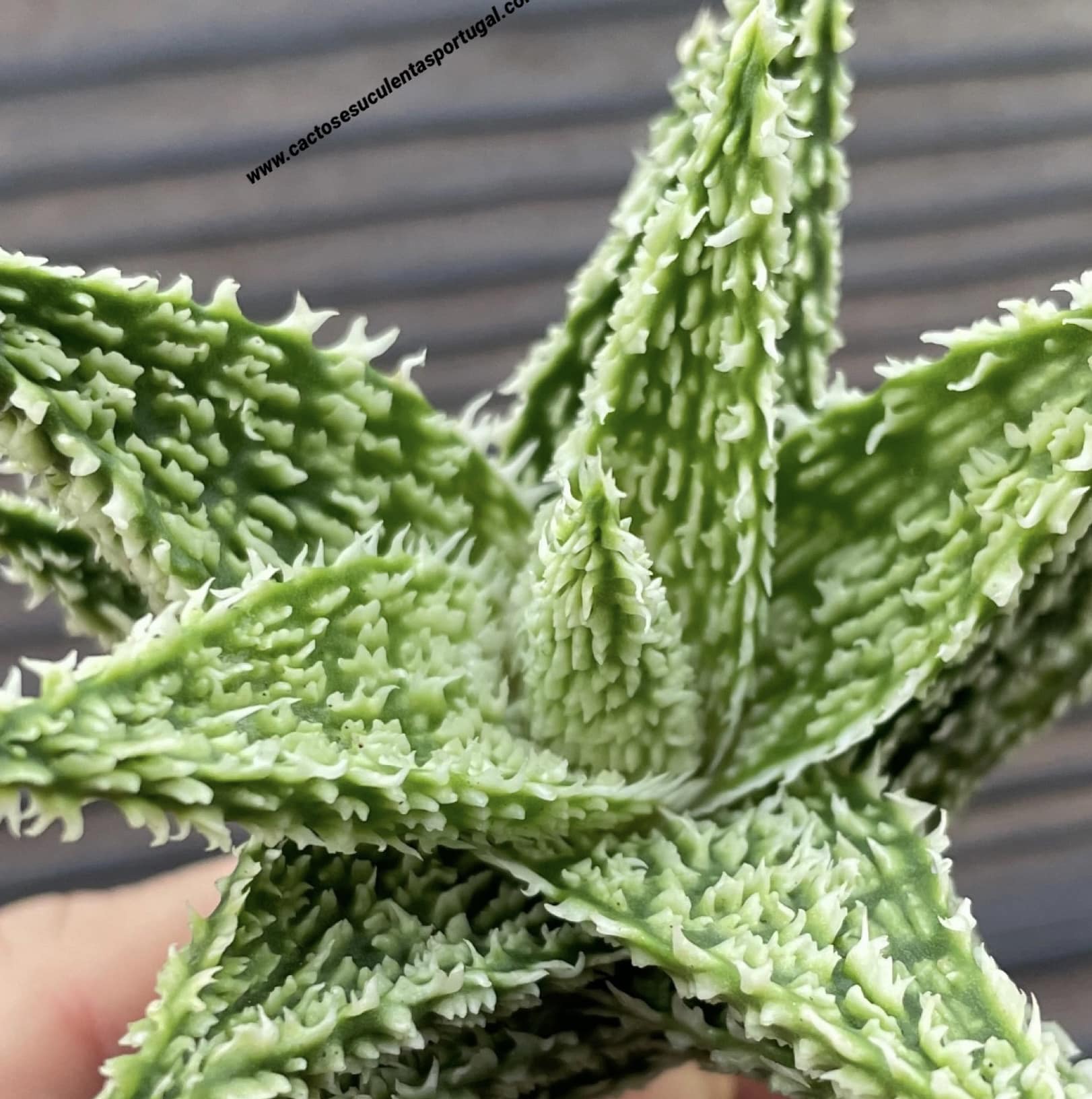 Aloe 'Sugar Crystal'