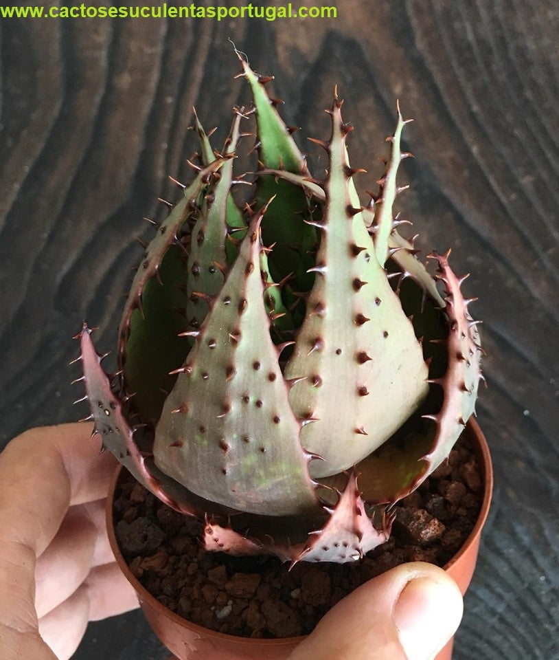 Aloe broomii Schönland