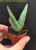 Aloe castanea x marlothii