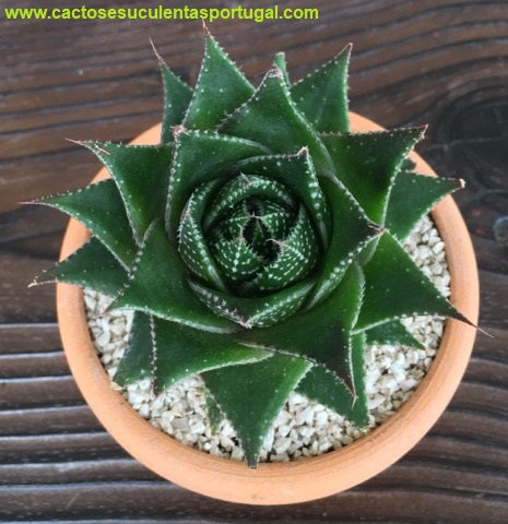 Aloe cosmo
