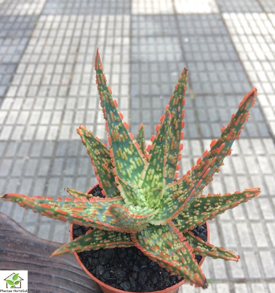 Aloe dannyz