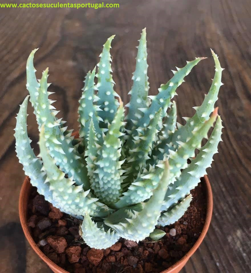 Aloe humilis x pratensis
