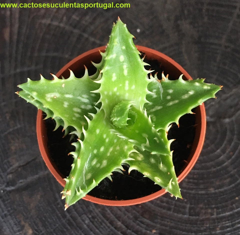 Aloe juvenna