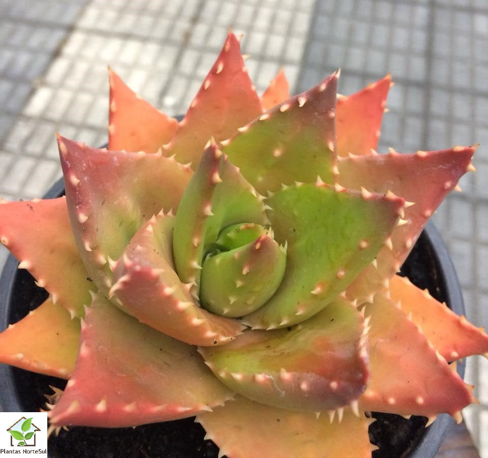 Aloe Nobilis
