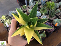 Aloe Mitriformis f. variegata