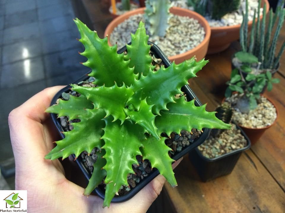 Aloe congolensis