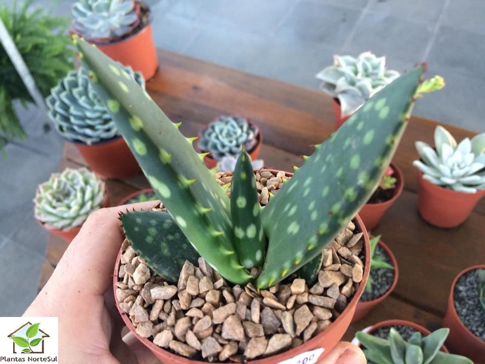 Aloe paradisicum