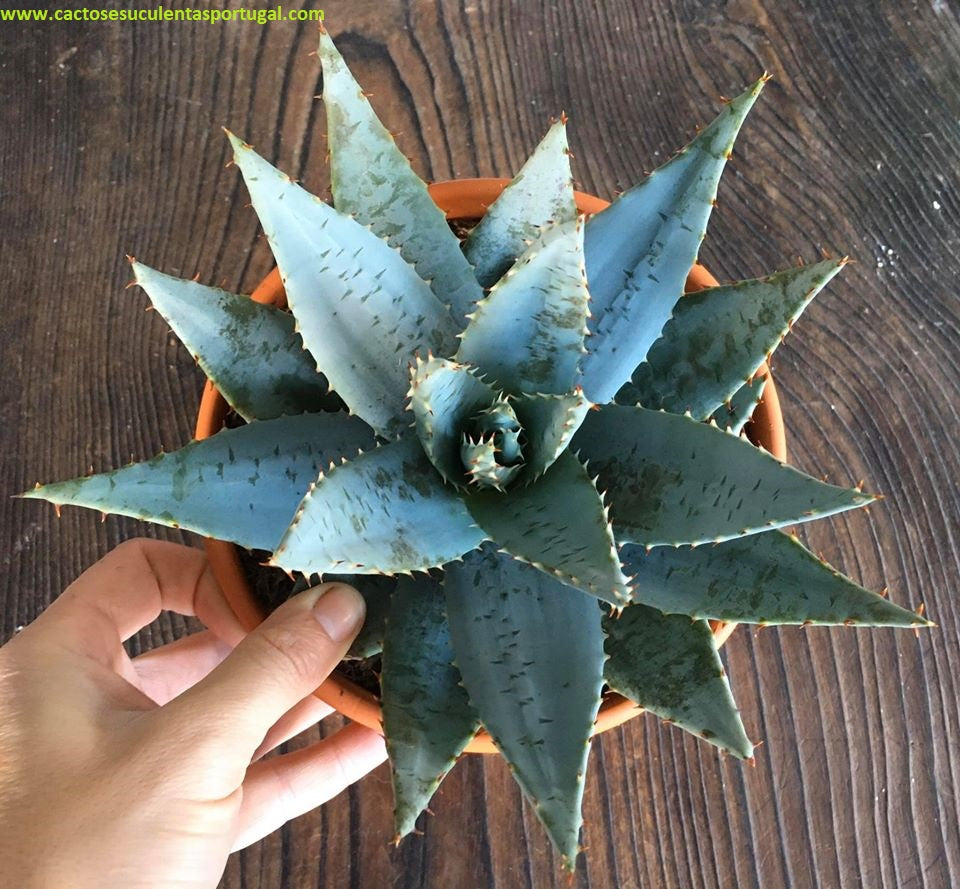 Aloe Peglerae 