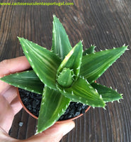 Aloe Mitriformis f. variegata