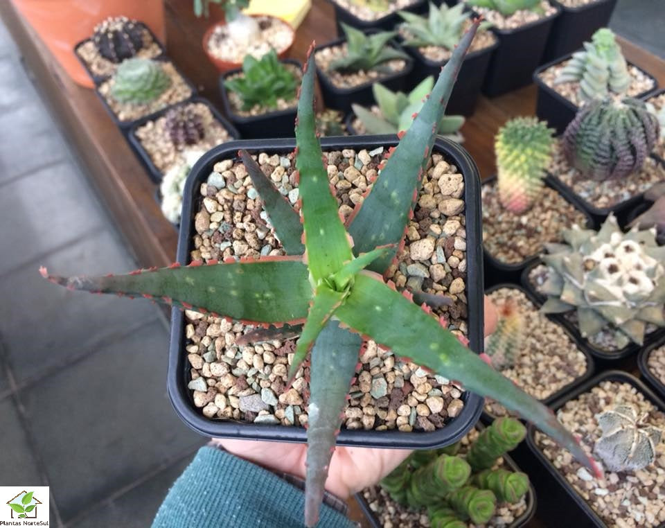 Aloe starfish vaso 8.5