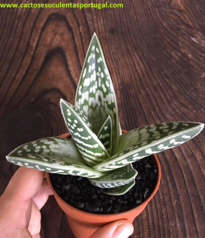 Aloe variegata Tiger Aloe