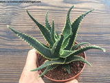 Aloe aculeata 'Jurassic Dragon'	