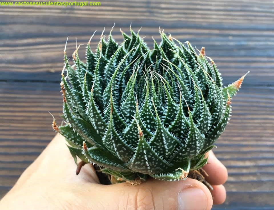 Aloe aristata