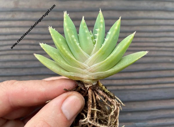 Aloe brevifolia form. horizontal