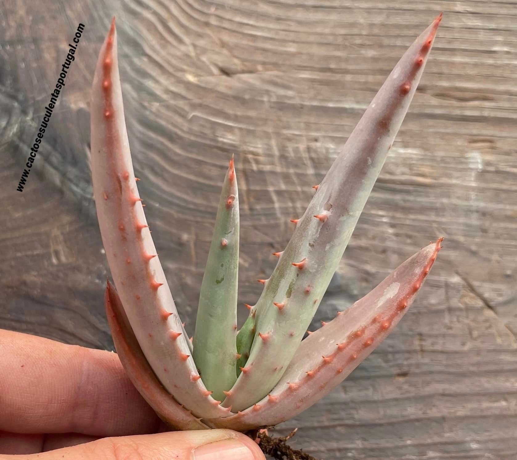 Aloe castanea