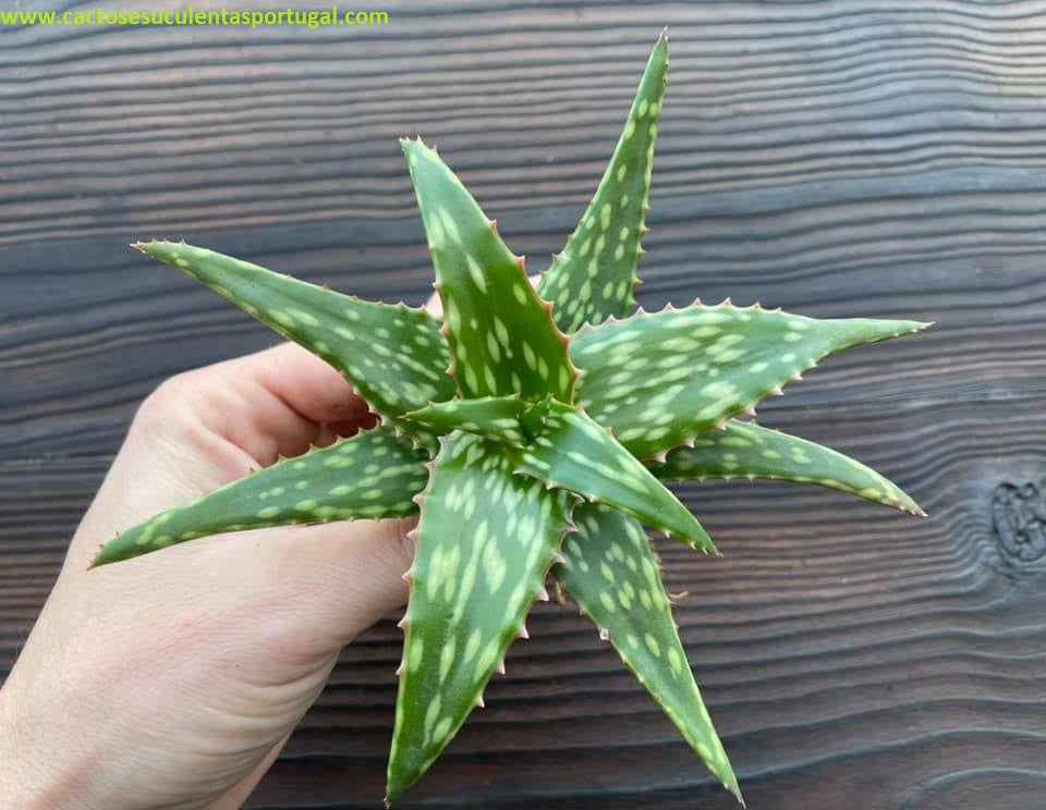 Aloe jucunda