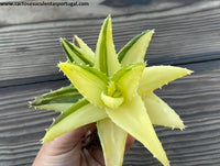 Aloe mitriformis form. variegated