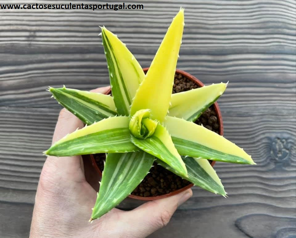 Aloe mitriformis variegated  form.