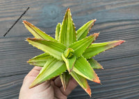 Aloe mitriformis variegated  form.
