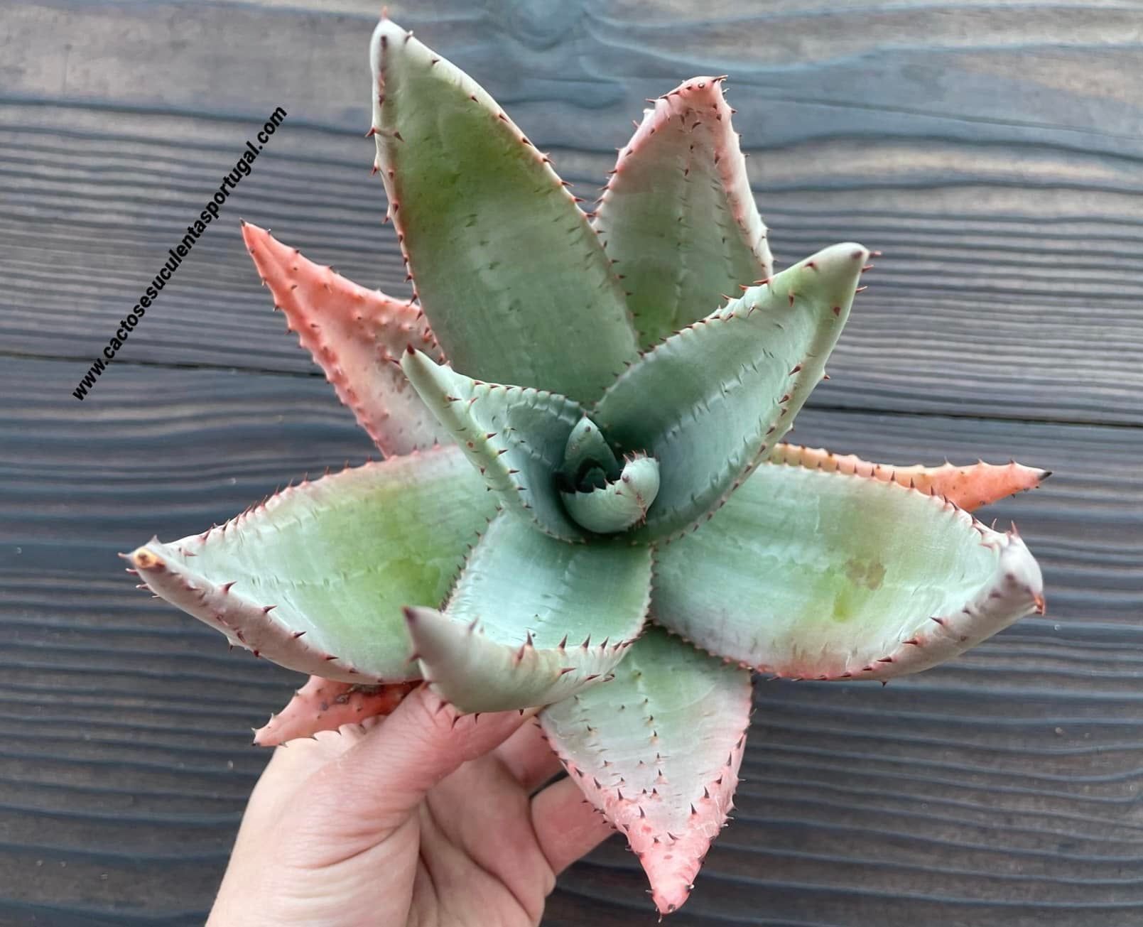 Aloe peglerae