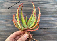 Aloe perfoliata var. ferox