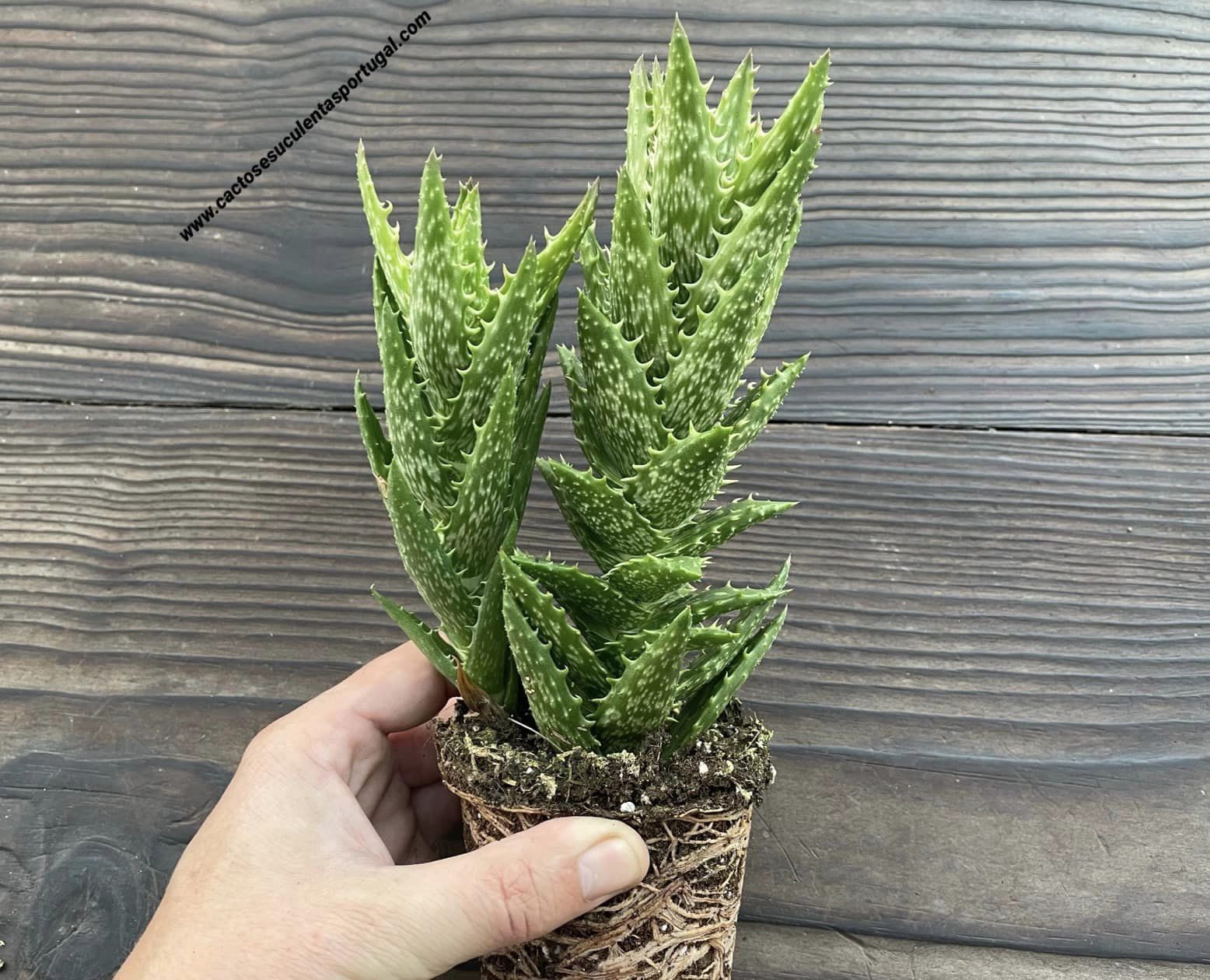 Aloe squarrosa, extra ramificada