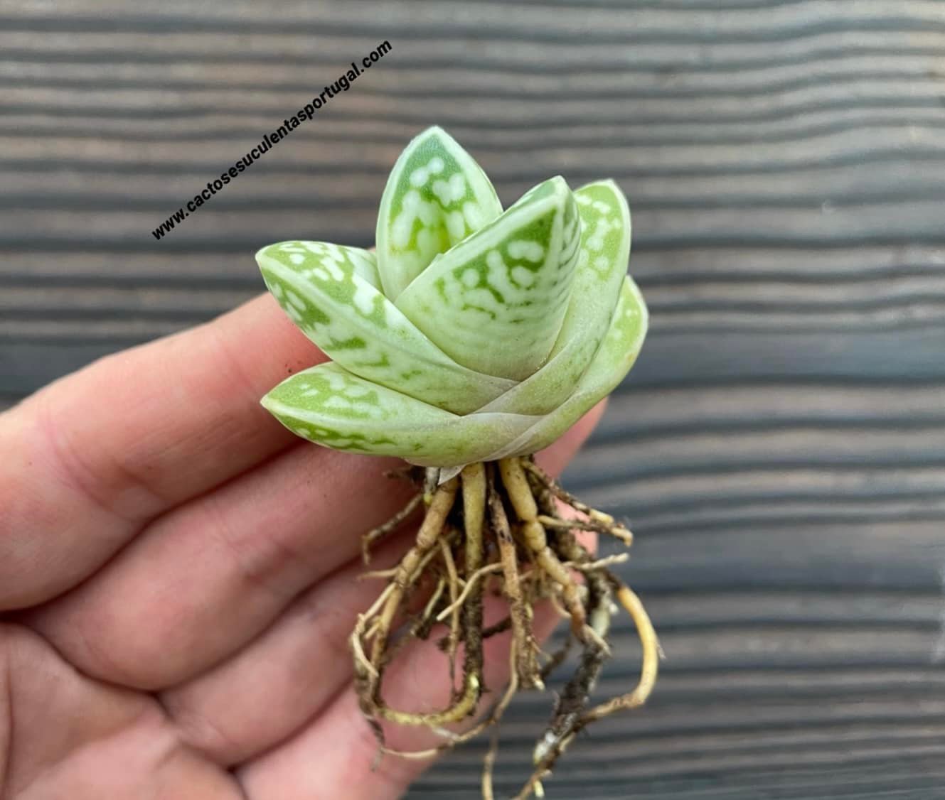 Aloe variegata 'Tiger Aloe' 