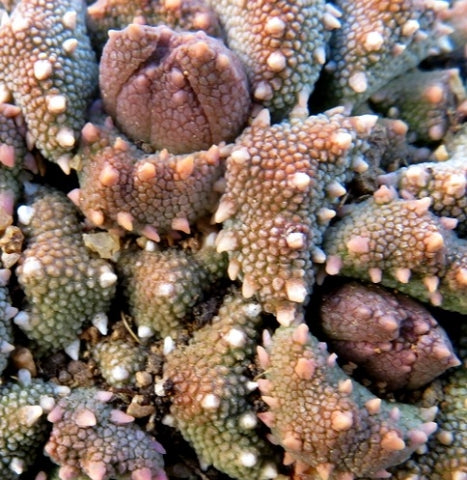 Aloinopsis Luckhoffii