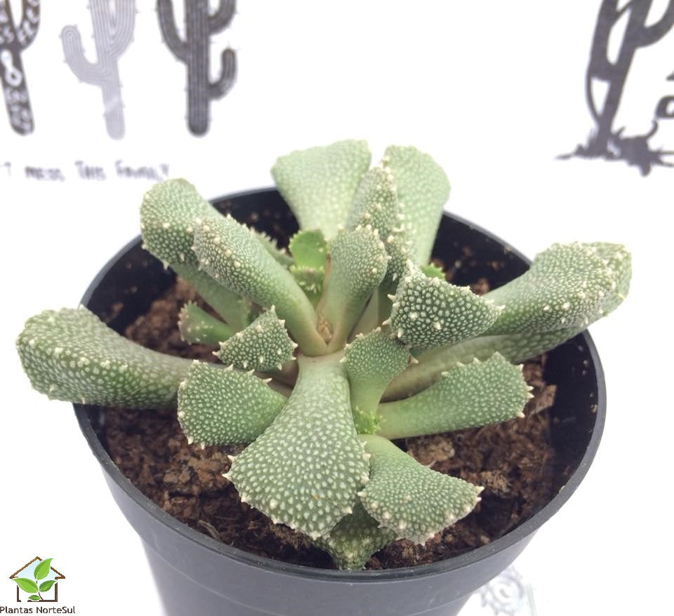 Aloinopsis Luckhoffii