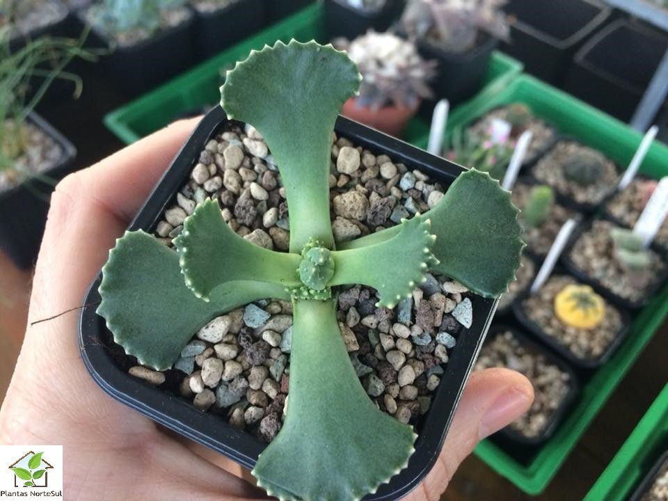 Aloinopsis malherbei