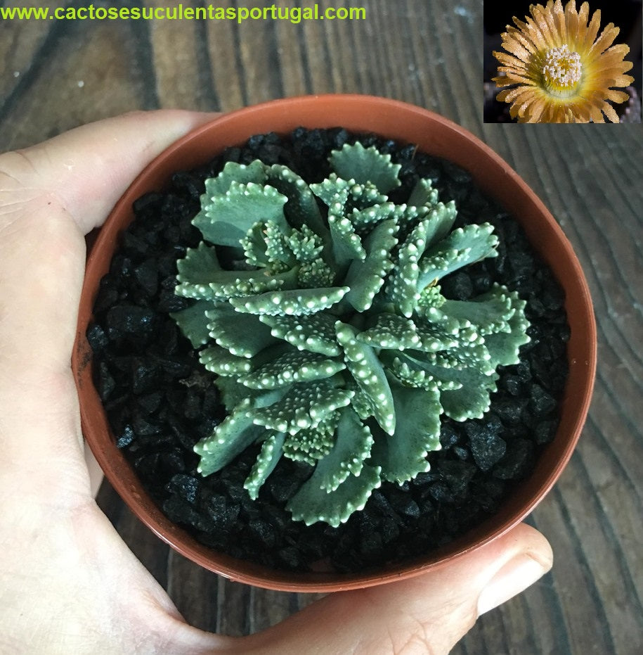 Aloinopsis malherbei 