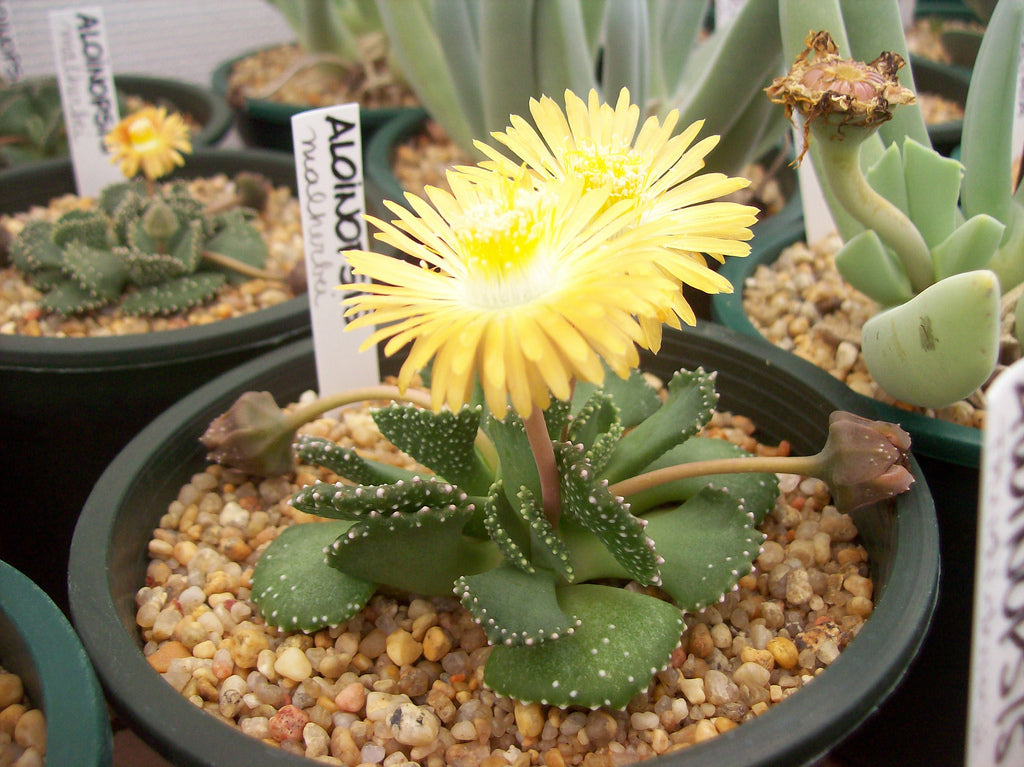 Aloinopsis malherbei