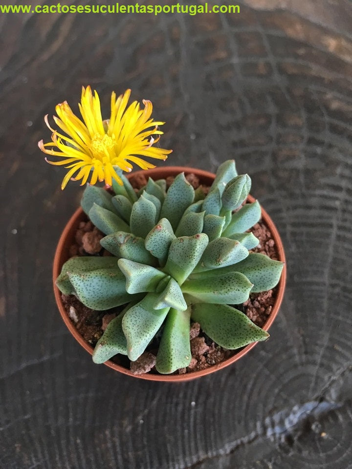 Aloinopsis orpenii
