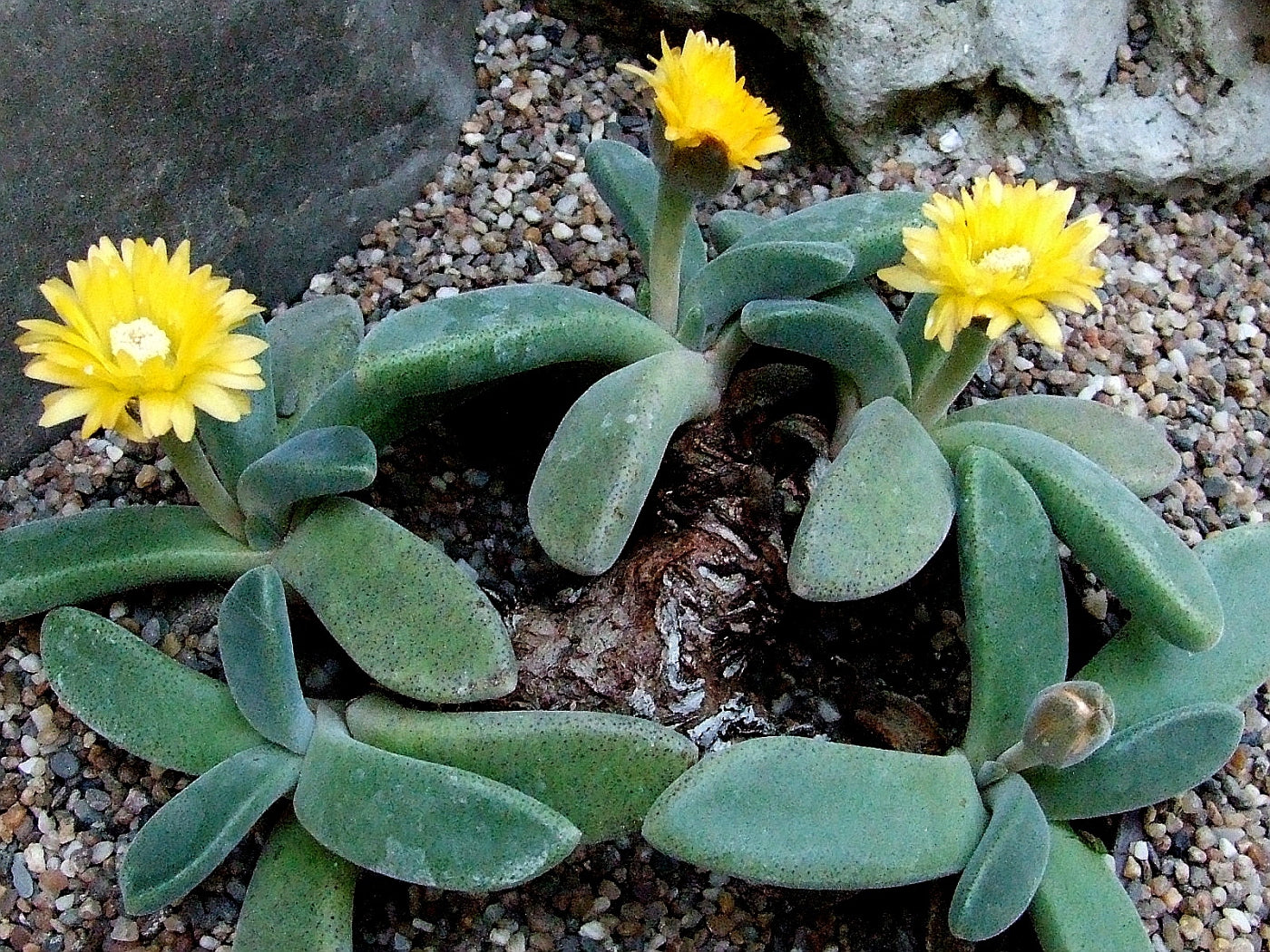 Aloinopsis peersii