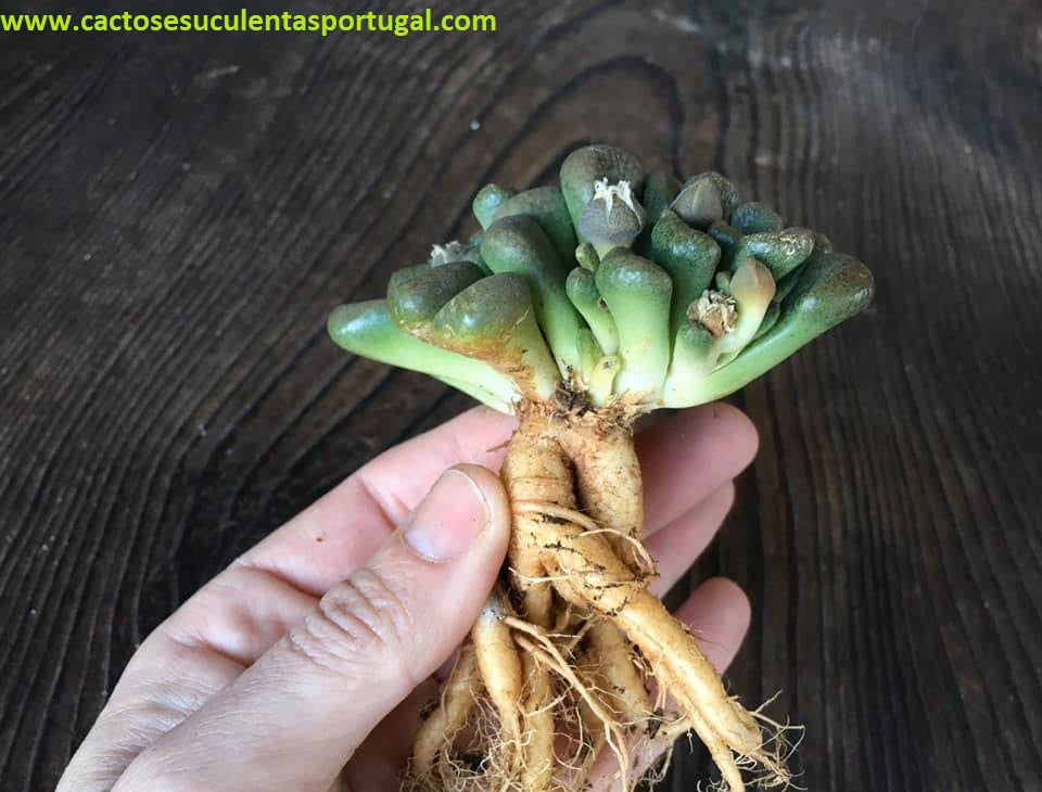 Aloinopsis schooneesii form. caudex