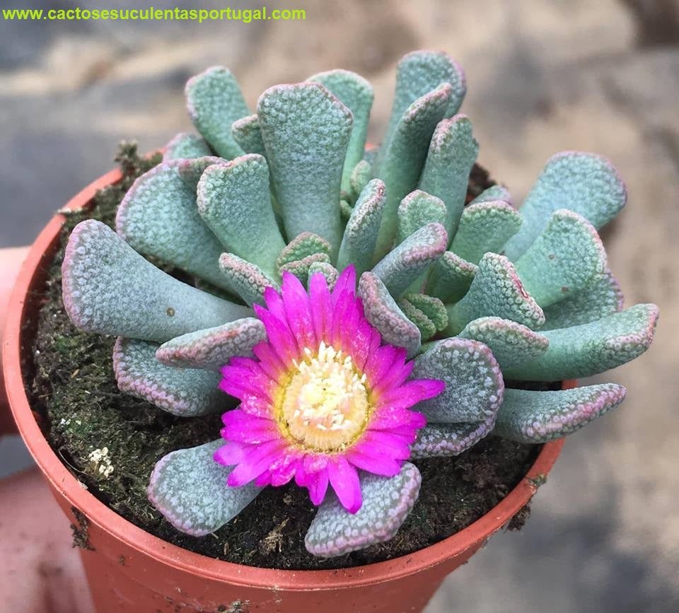 Aloinopsis spathulata