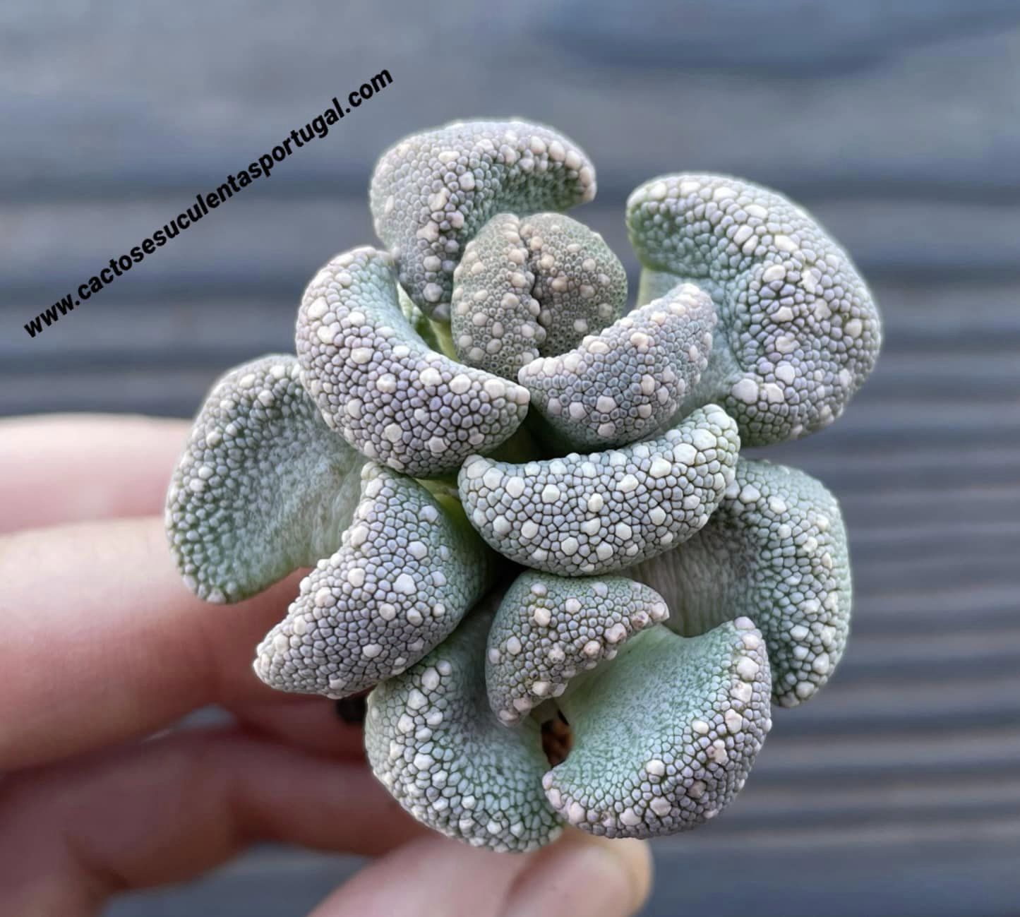 Aloinopsis lodewykii