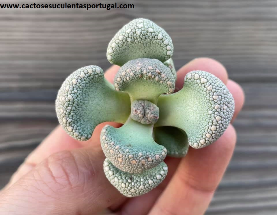 Aloinopsis lodewykii