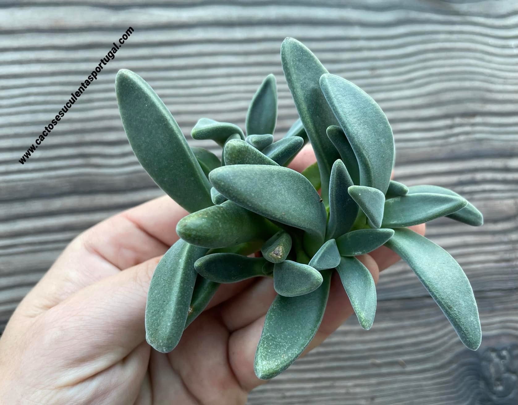 Aloinopsis peersii, extra ramificada