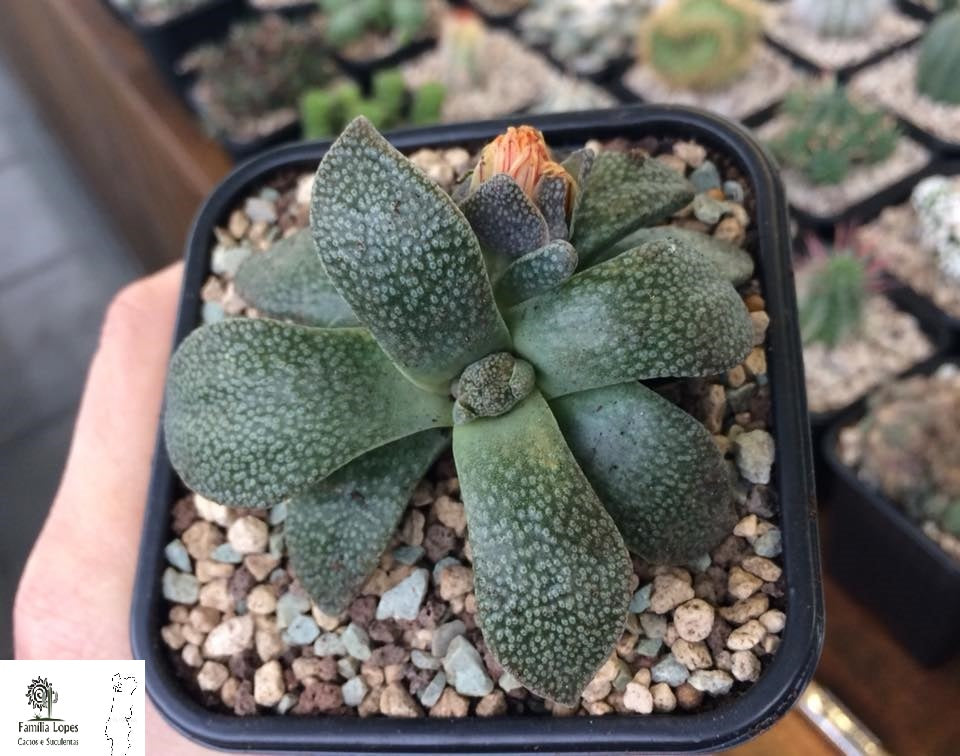 Aloinopsis rubrolineata