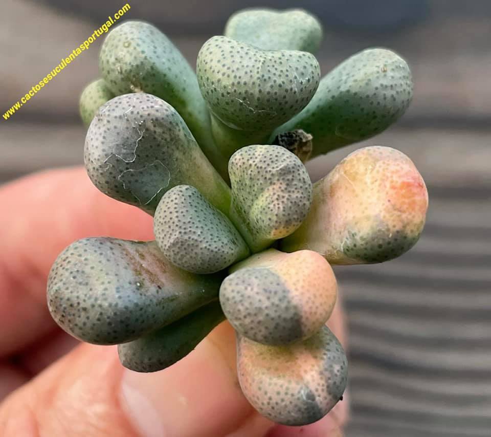 Aloinopsis schooneesii variagata